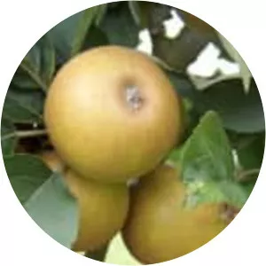 Ashmead's Kernel