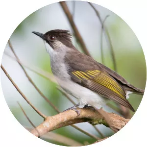 Ashy bulbul