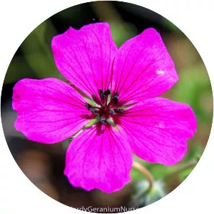 Ashy cranesbill - Plants