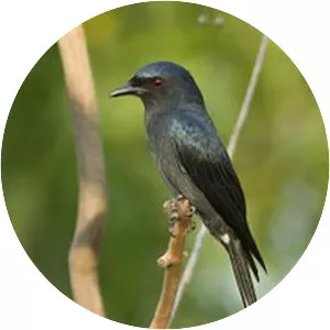 Ashy drongo
