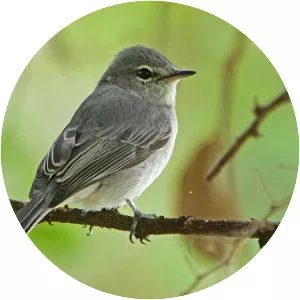 Ashy flycatcher - Bird