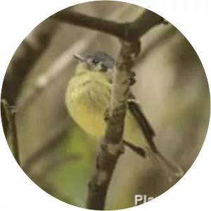 Ashy-headed tyrannulet - Bird