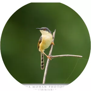 Ashy prinia - Birds