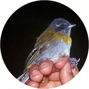 Ashy-throated bush tanager