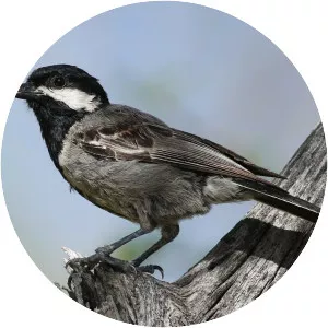 Ashy tit - Bird