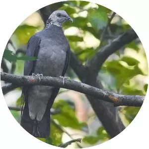 Ashy wood pigeon - Bird