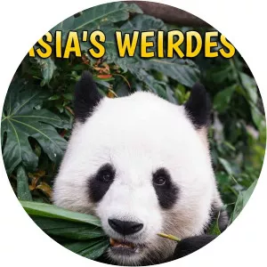 Asia's WeirdestSince 2021