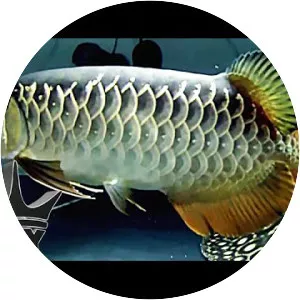 Asian arowana