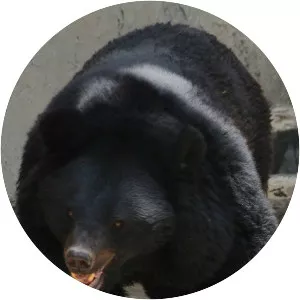 Asian black bear