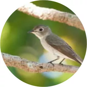 Asian brown flycatcher