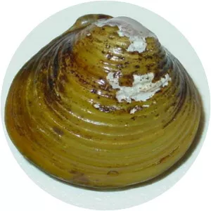 Asian Clam
