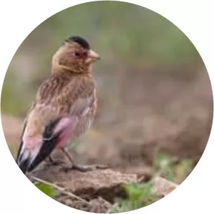 Asian crimson-winged finch - 