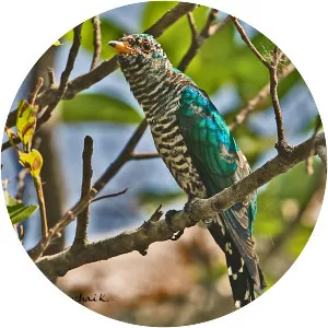 Asian emerald cuckoo