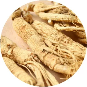 Asian Ginseng - Plants