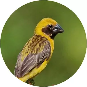 Asian golden weaver