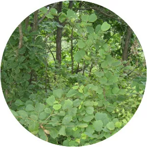 Asian Hazel - Plants