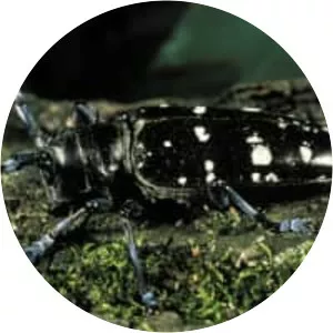 Asian long-horned beetle
