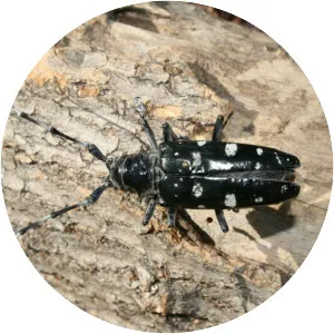 Asian longhorned beetle