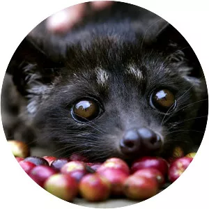 Asian palm civet