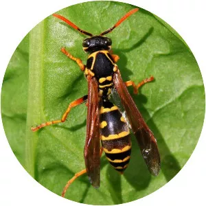 Asian paper wasp