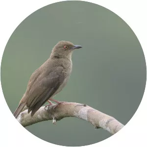 Asian red-eyed bulbul