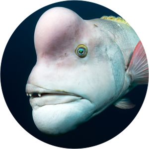 Asian sheepshead wrasse - Fish