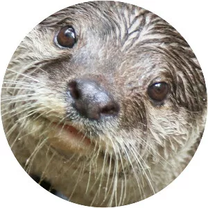 Asian smallclawed otter