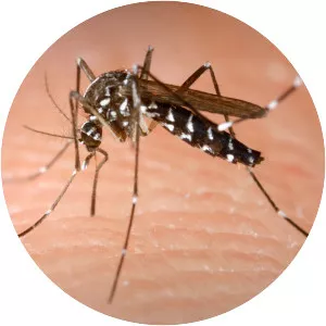 Asian tiger mosquito