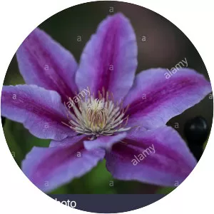 Asian virginsbower - Plants