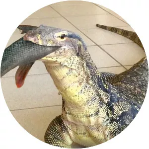 Asian water monitor
