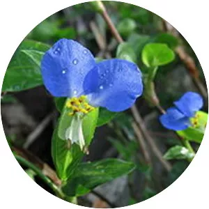 Asiatic dayflower - Plants