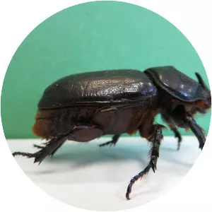 Asiatic rhinoceros beetle