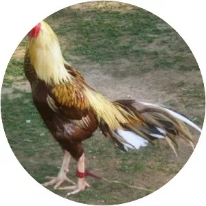 Asil chicken