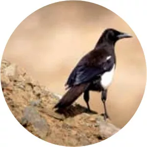 Asir magpie