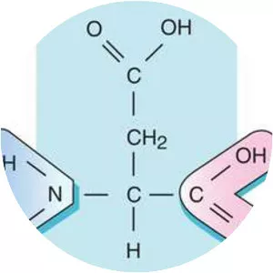Aspartic acid - Amino acid