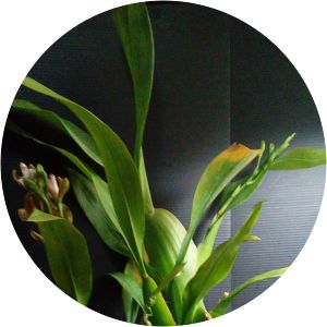 Aspasia epidendroides - 