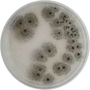 Aspergillus awamori - 