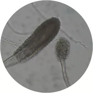 Aspergillus clavatus