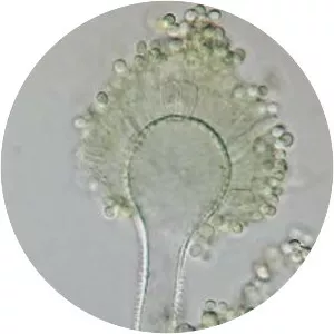 Aspergillus flavus