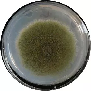 Aspergillus nidulans