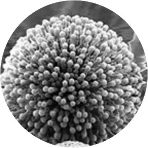 Aspergillus niger