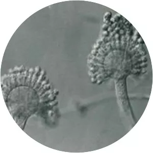 Aspergillus parasiticus