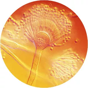 Aspergillus terreus