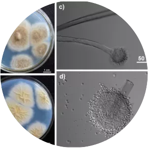 Aspergillus tubingensis