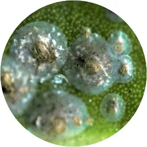 Aspidiotus destructor