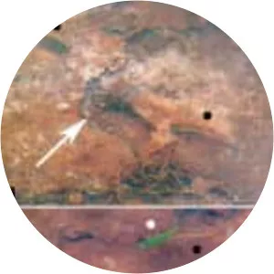 Aspidoras fuscoguttatus