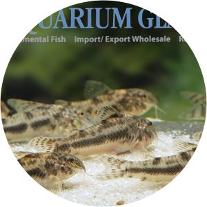 Aspidoras raimundi - 