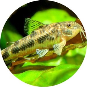 Aspidoras spilotus - 