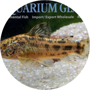 Aspidoras taurus - 
