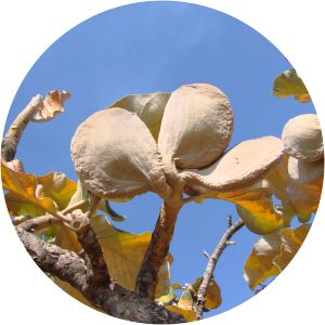 Aspidosperma macrocarpon - 